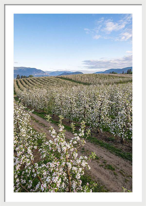 Springtime Blossom Serenity