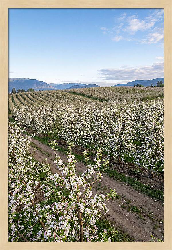 Springtime Blossom Serenity