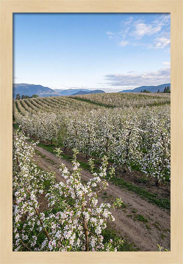 Springtime Blossom Serenity