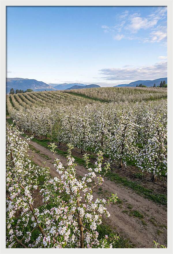 Springtime Blossom Serenity