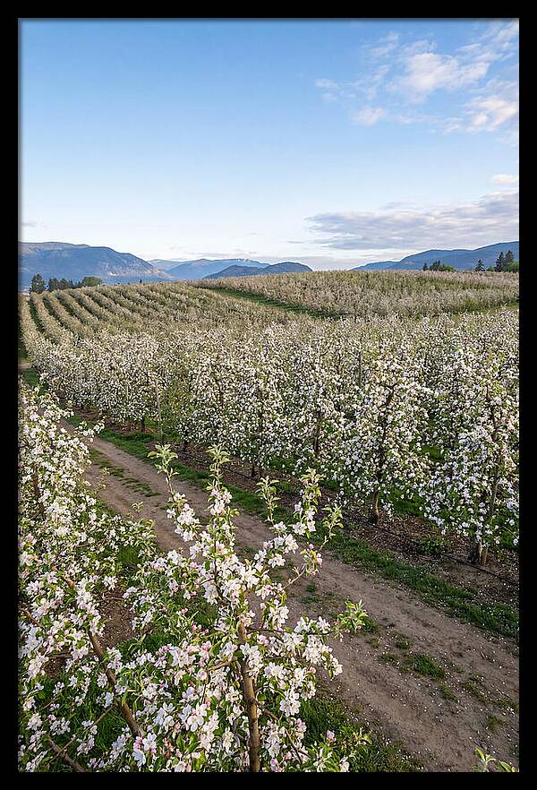 Springtime Blossom Serenity