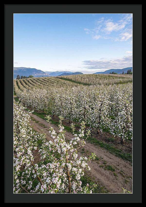 Springtime Blossom Serenity