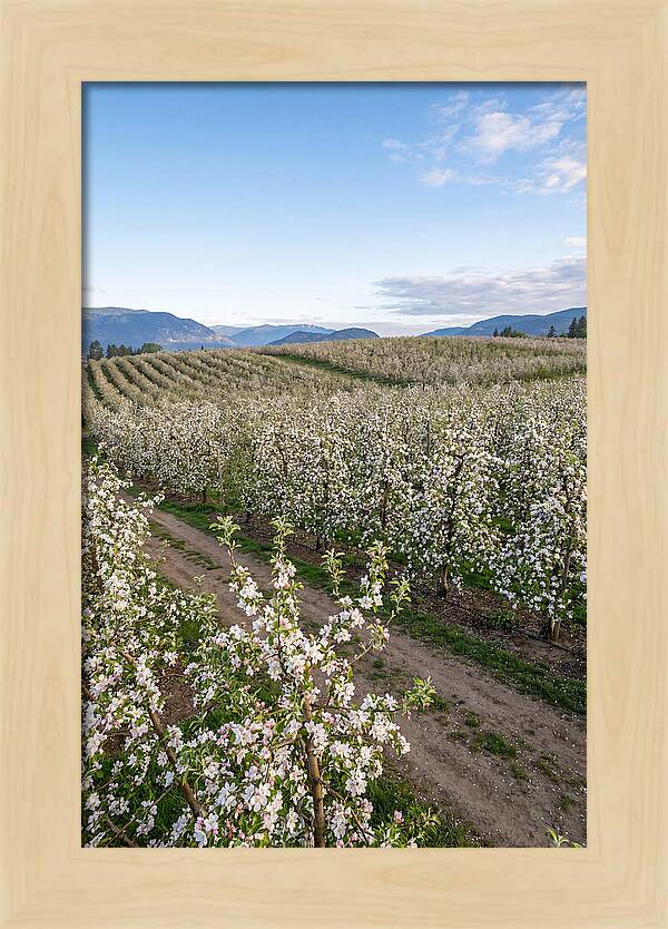 Springtime Blossom Serenity