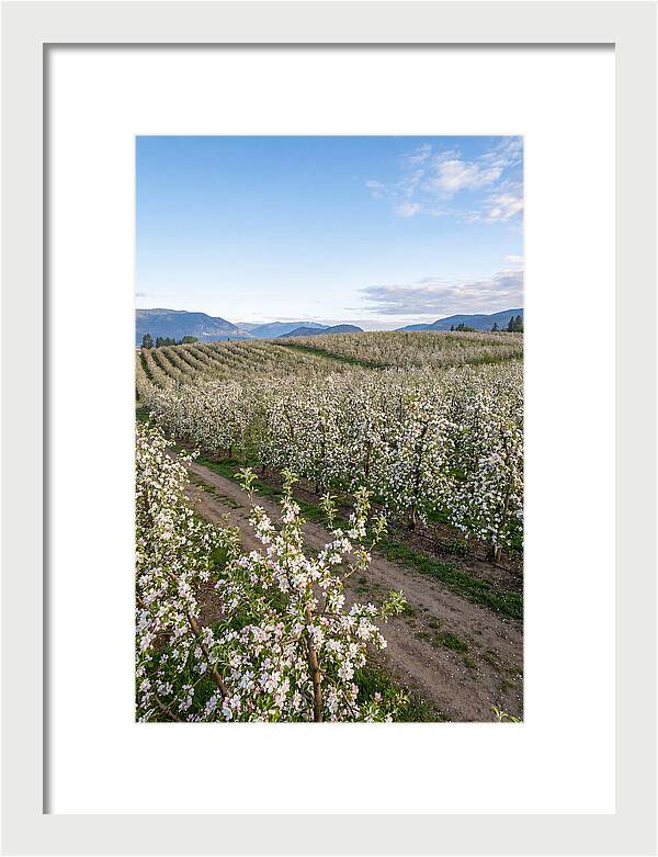 Springtime Blossom Serenity