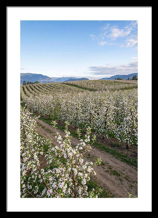 Springtime Blossom Serenity