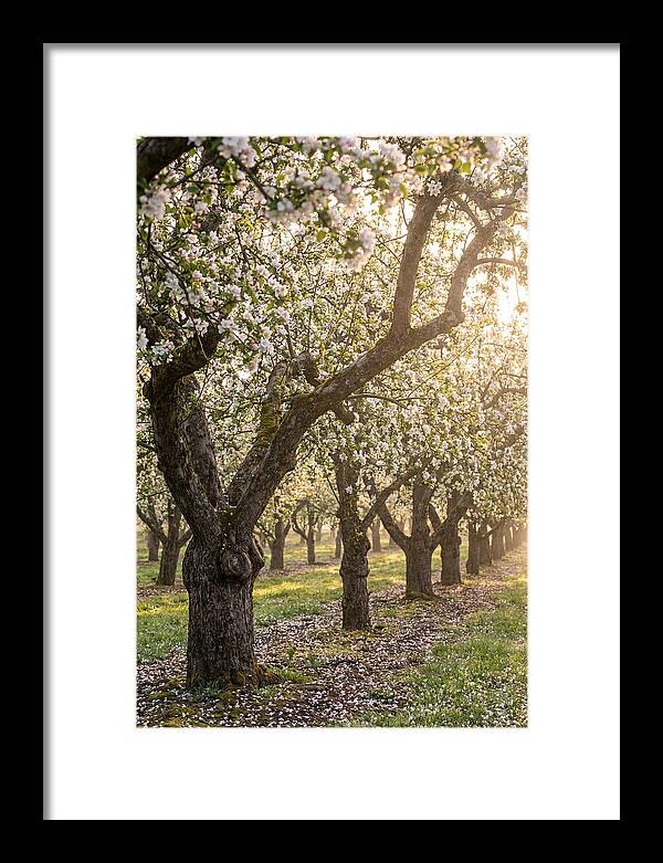 Springtime Serenity In The Orchard