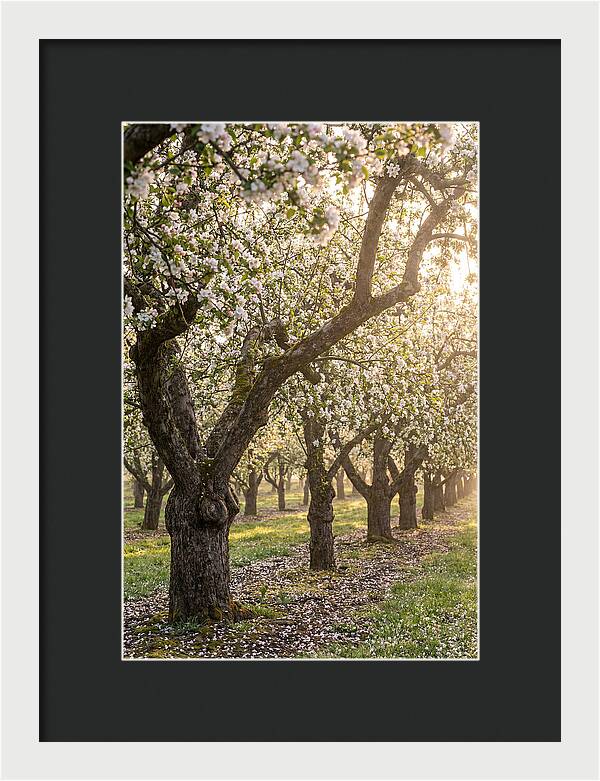 Springtime Serenity In The Orchard