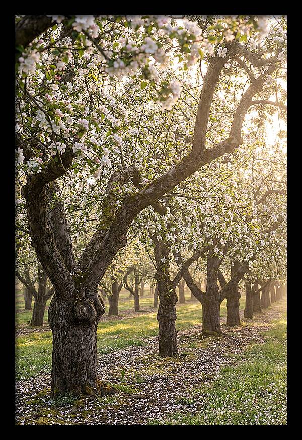 Springtime Serenity In The Orchard