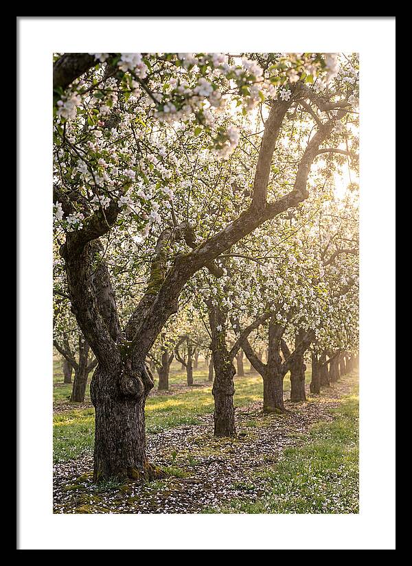 Springtime Serenity In The Orchard