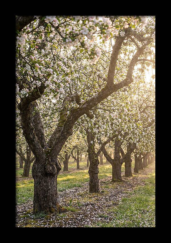Springtime Serenity In The Orchard
