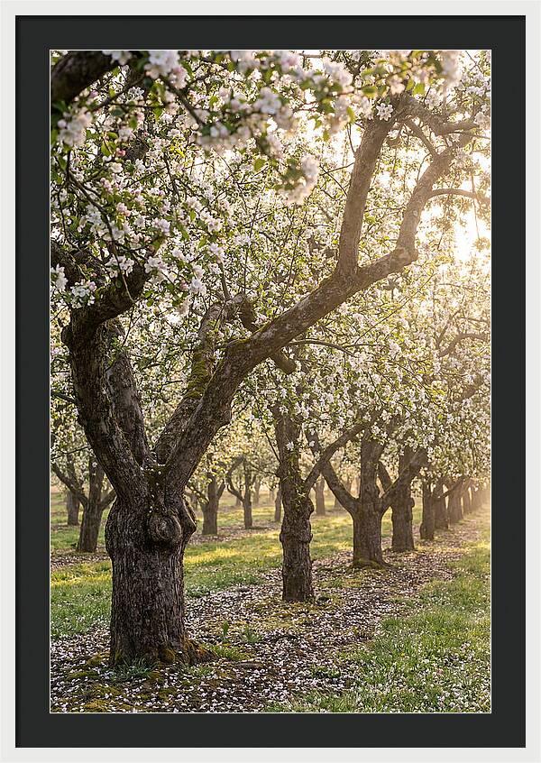 Springtime Serenity In The Orchard