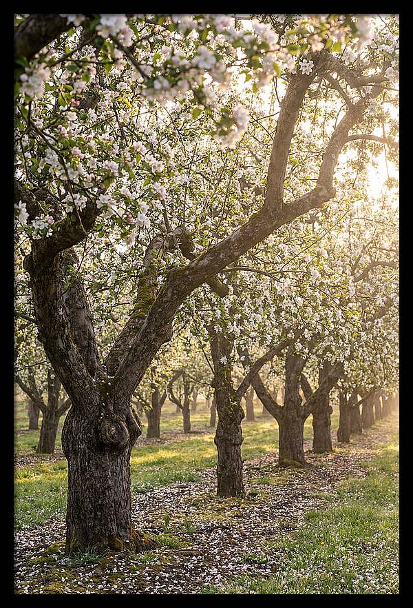 Springtime Serenity In The Orchard