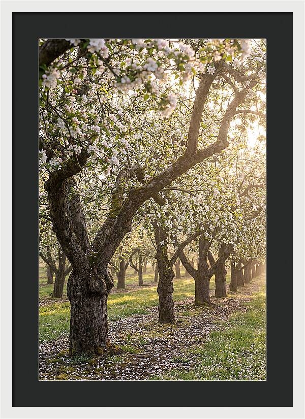 Springtime Serenity In The Orchard