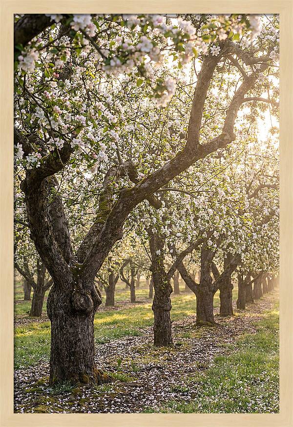 Springtime Serenity In The Orchard