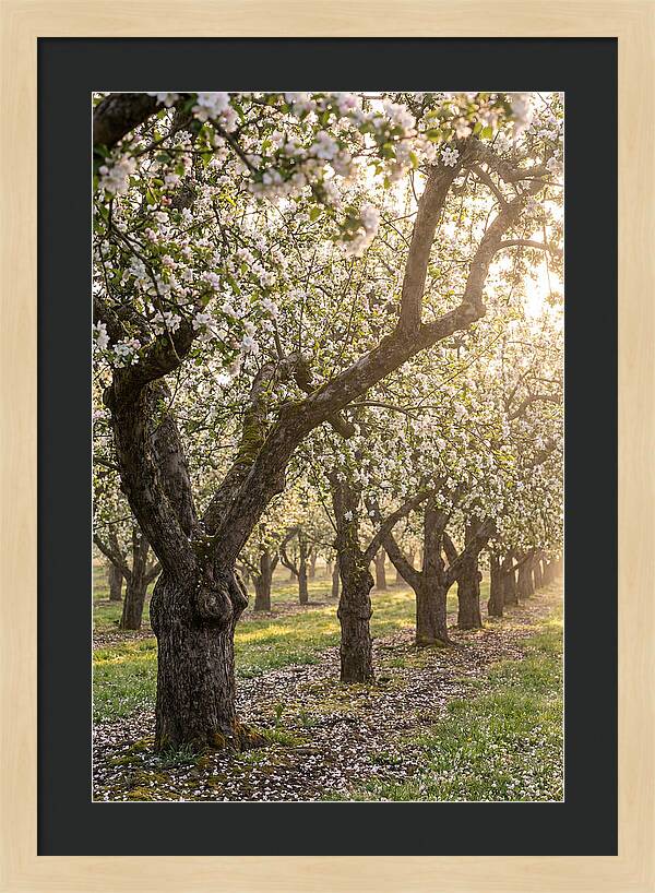 Springtime Serenity In The Orchard
