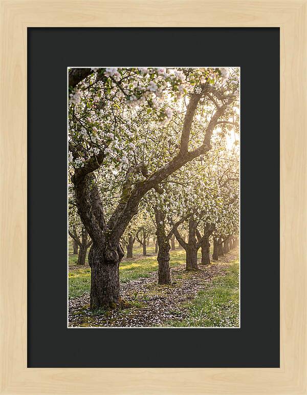 Springtime Serenity In The Orchard