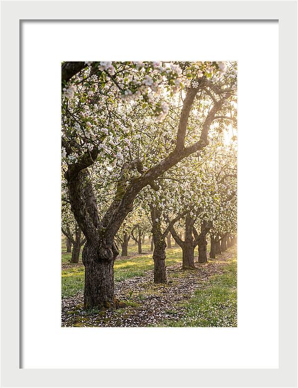 Springtime Serenity In The Orchard