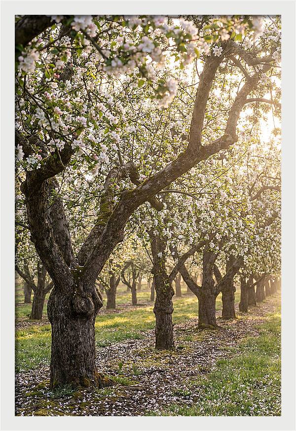 Springtime Serenity In The Orchard