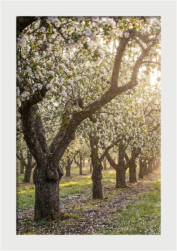 Springtime Serenity In The Orchard