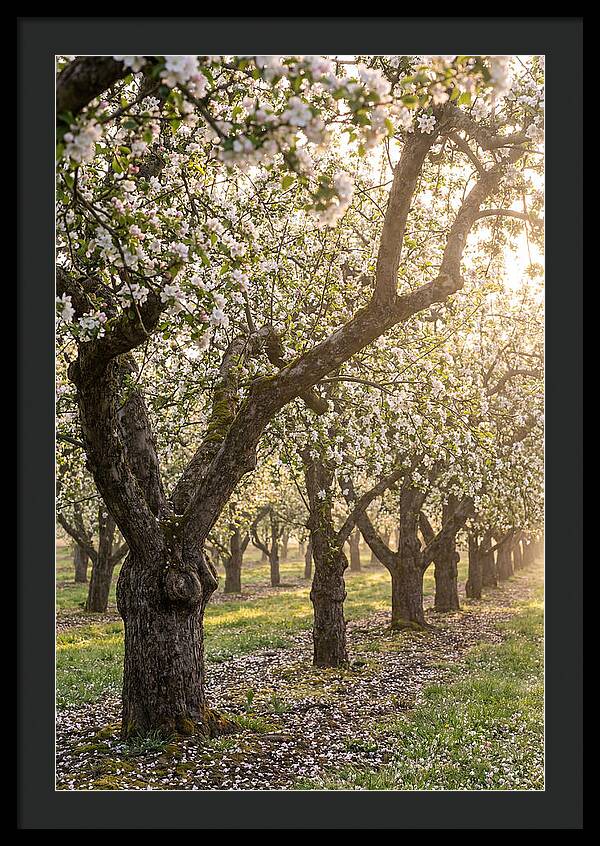 Springtime Serenity In The Orchard