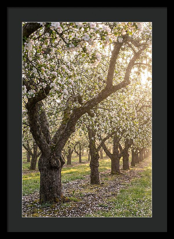 Springtime Serenity In The Orchard