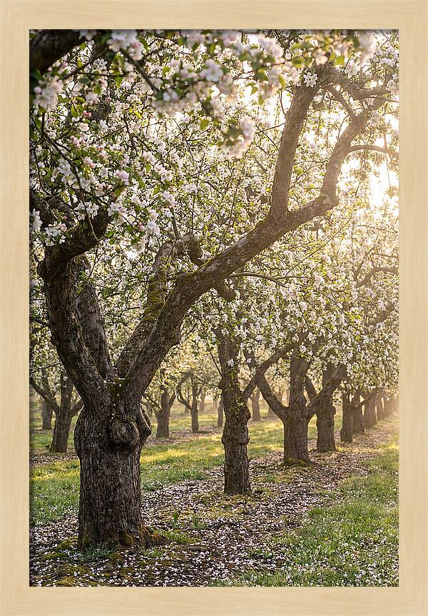 Springtime Serenity In The Orchard