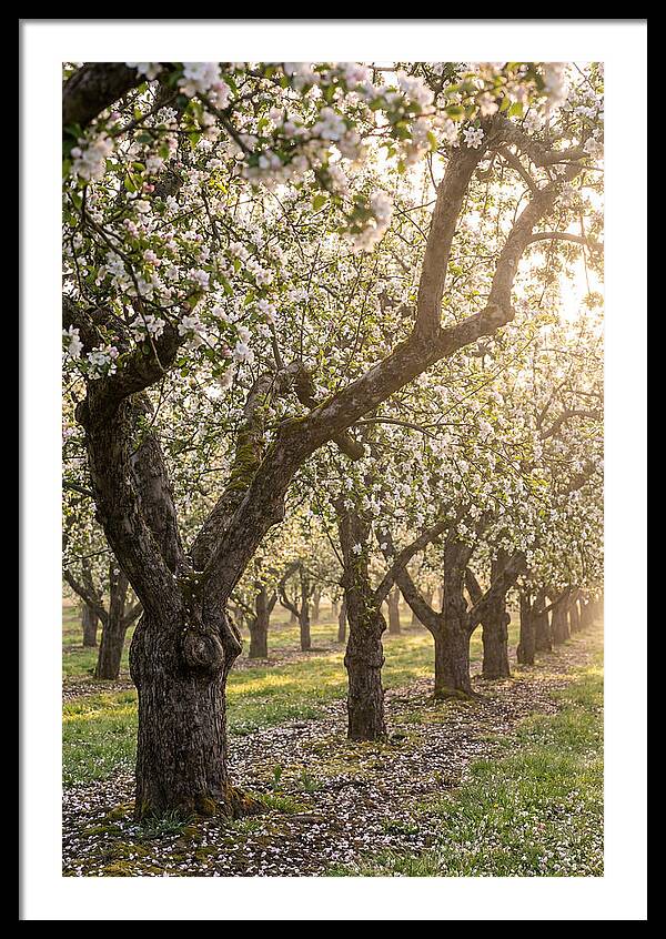 Springtime Serenity In The Orchard