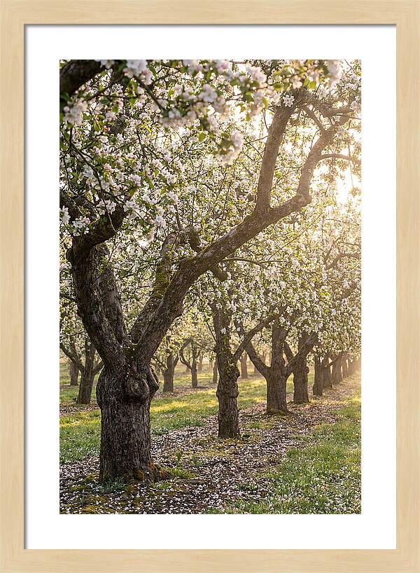 Springtime Serenity In The Orchard