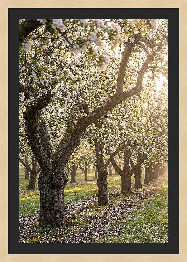 Springtime Serenity In The Orchard