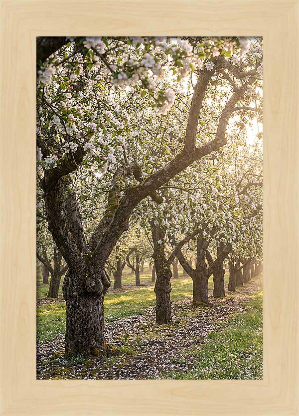 Springtime Serenity In The Orchard