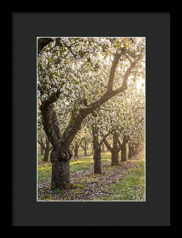 Springtime Serenity In The Orchard