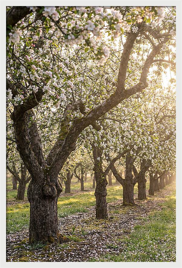Springtime Serenity In The Orchard