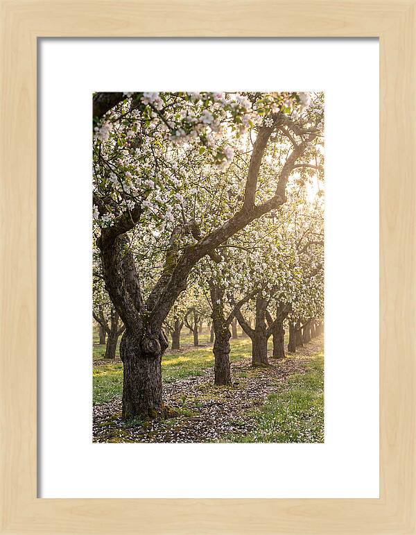 Springtime Serenity In The Orchard