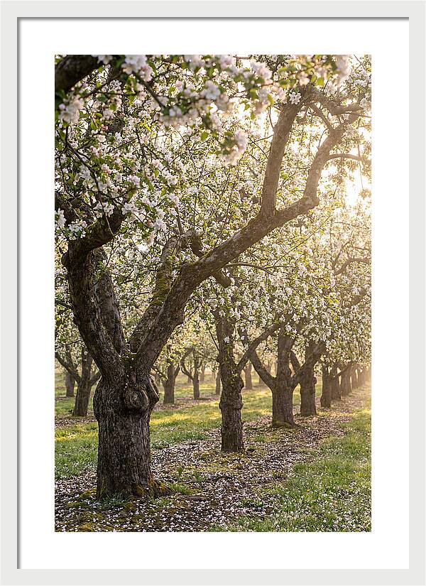 Springtime Serenity In The Orchard