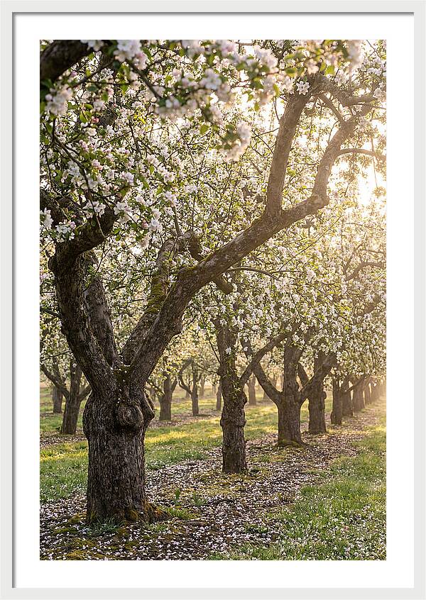 Springtime Serenity In The Orchard