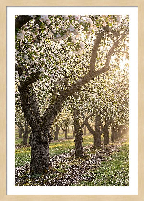 Springtime Serenity In The Orchard