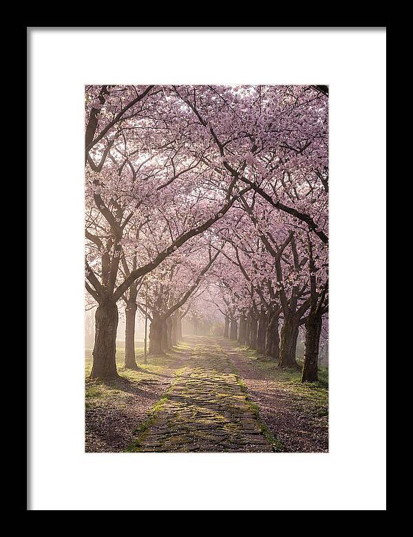 Springtime Serenity Under Blossoms