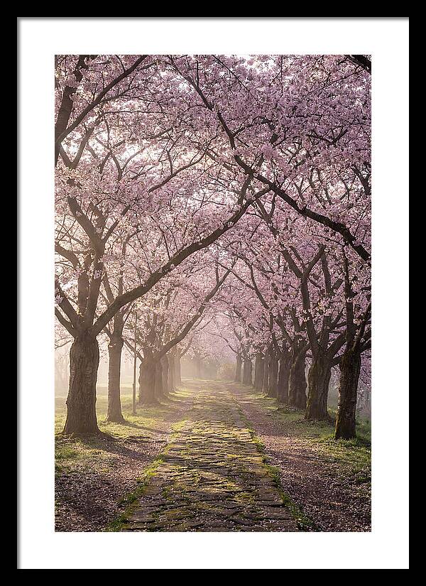 Springtime Serenity Under Blossoms