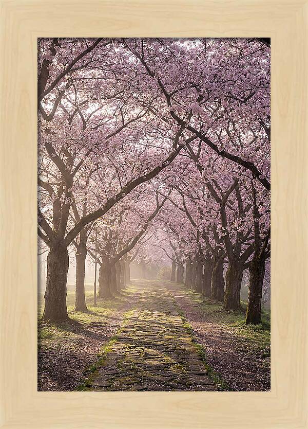 Springtime Serenity Under Blossoms