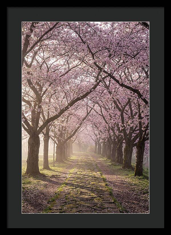 Springtime Serenity Under Blossoms