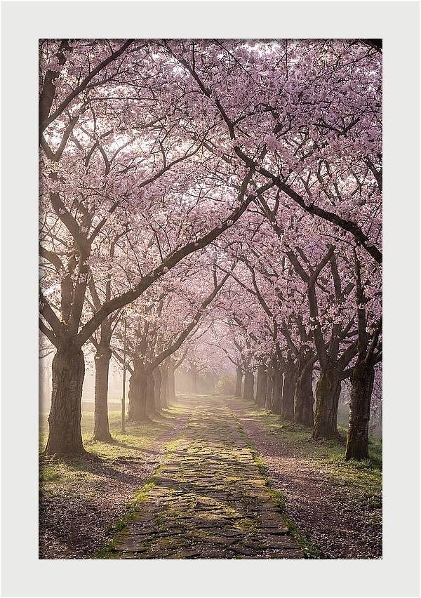 Springtime Serenity Under Blossoms