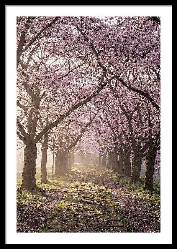 Springtime Serenity Under Blossoms