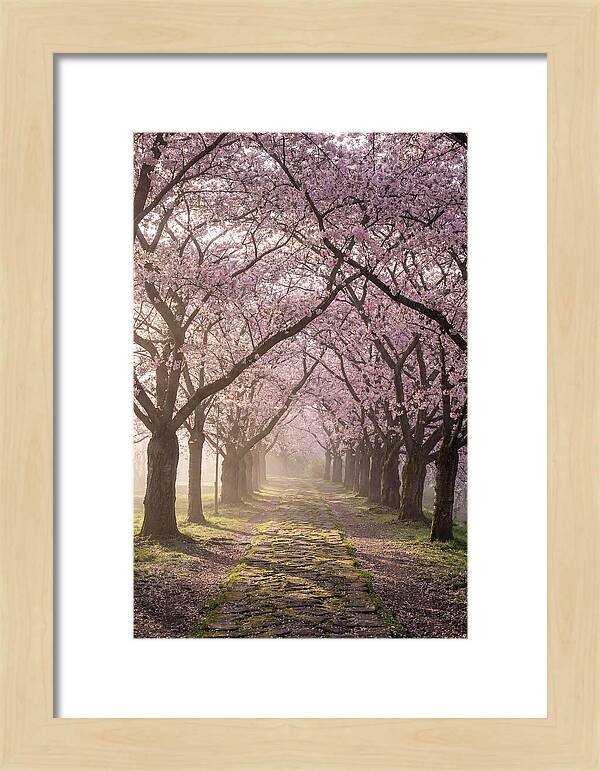 Springtime Serenity Under Blossoms