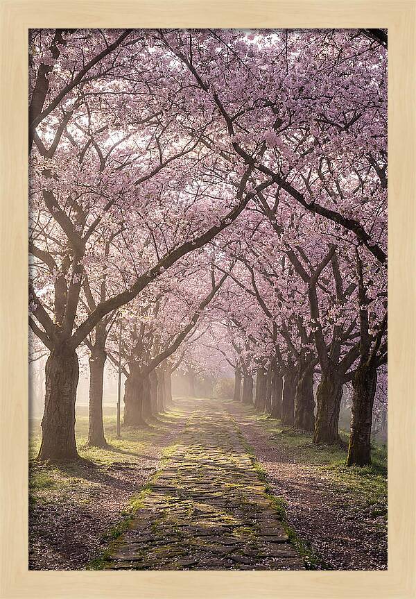 Springtime Serenity Under Blossoms