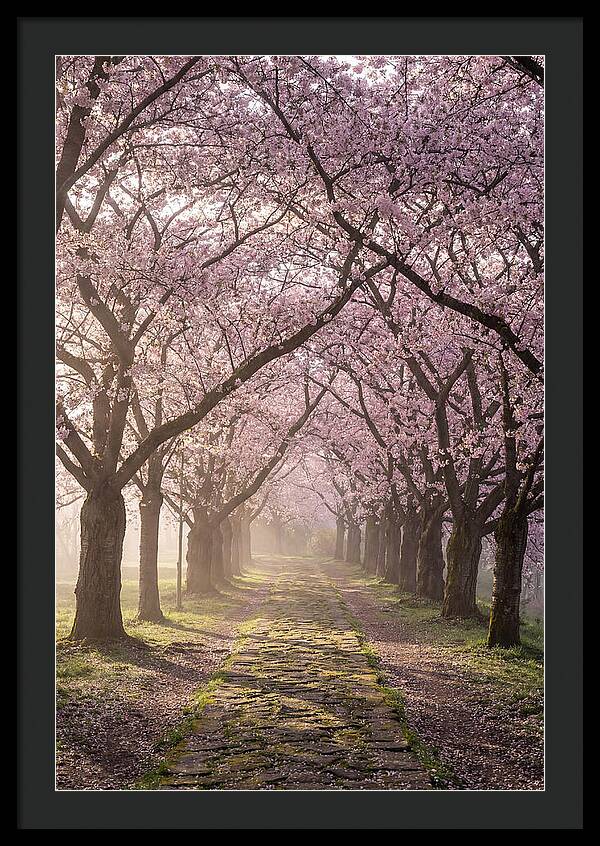 Springtime Serenity Under Blossoms