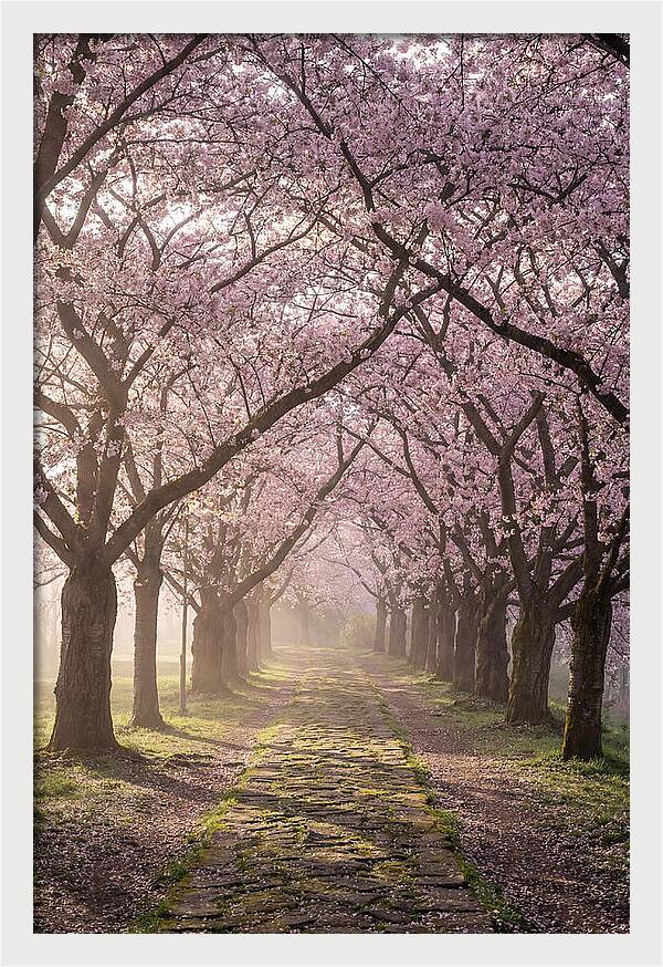 Springtime Serenity Under Blossoms