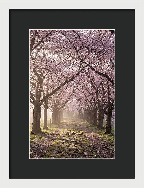 Springtime Serenity Under Blossoms