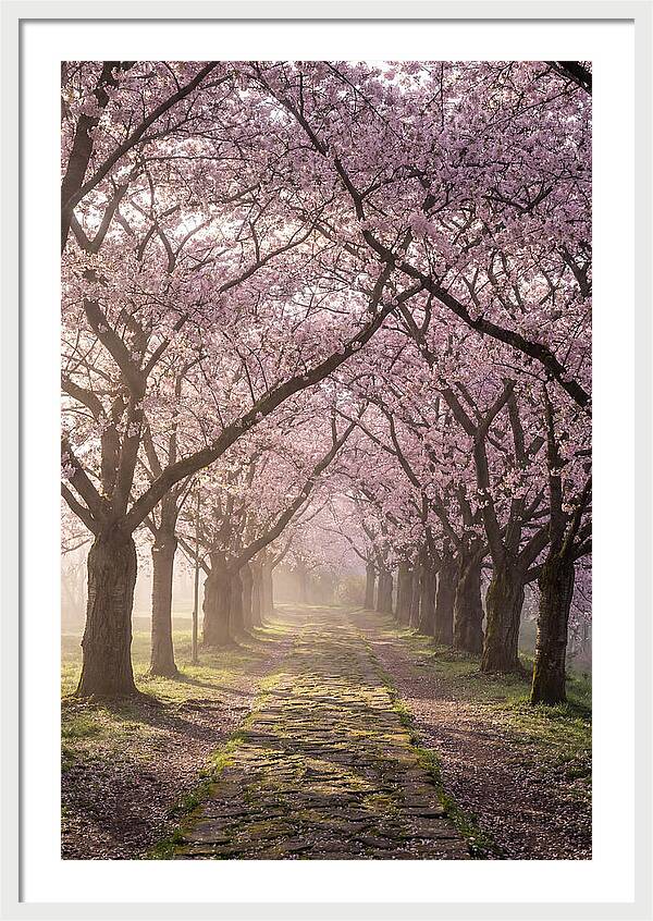 Springtime Serenity Under Blossoms