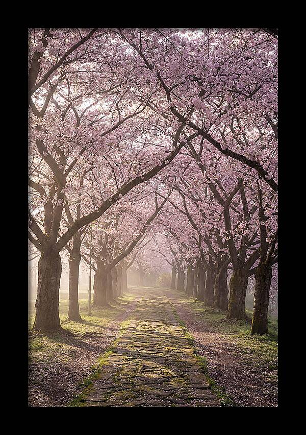 Springtime Serenity Under Blossoms