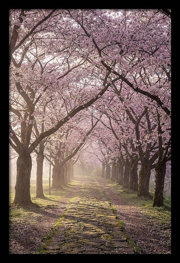Springtime Serenity Under Blossoms